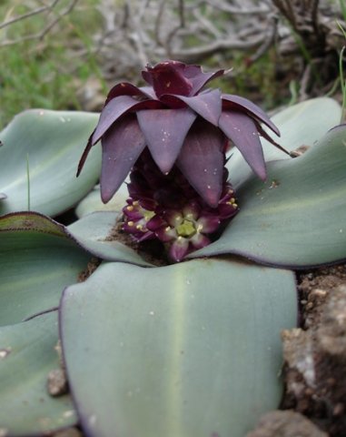 Eucomis schijffii flowers down to the leaves